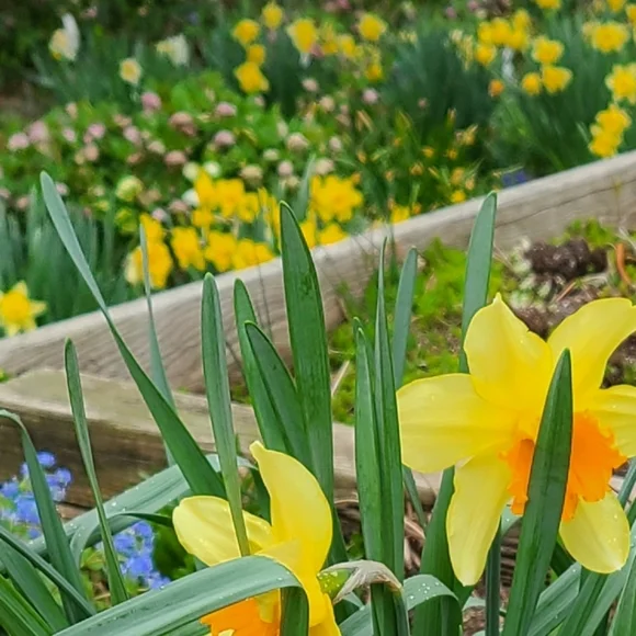 Hellebores Lenten Rose 4 plants $45 - Picture 7 of 7